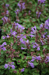 コバノタツナミソウ　紫花